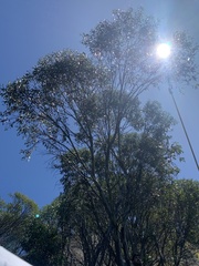 Eucalyptus pauciflora niphophila