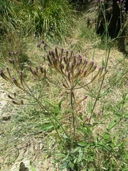Verbena incompta