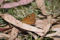 Heteronympha penelope