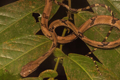 Boiga cynodon