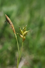 Carex michelii