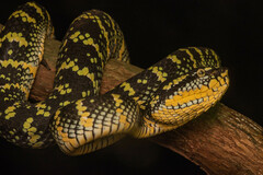 Tropidolaemus wagleri