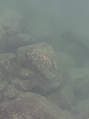 Evasterias troschelii