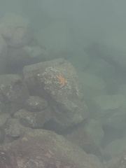 Evasterias troschelii