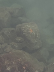 Evasterias troschelii