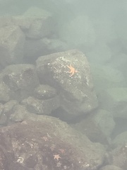 Evasterias troschelii