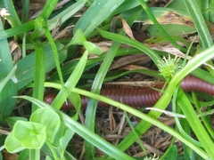 Trigoniulus corallinus