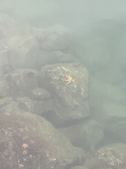 Evasterias troschelii