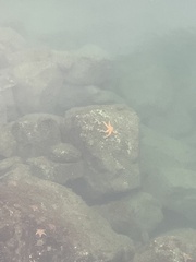 Evasterias troschelii