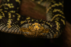 Tropidolaemus wagleri