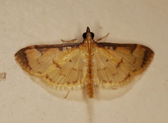 Cotachena aluensis