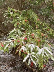 Photinia niitakayamensis