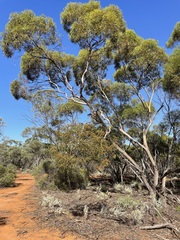 Eucalyptus socialis