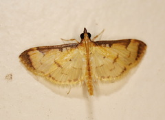 Cotachena aluensis