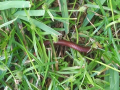 Trigoniulus corallinus