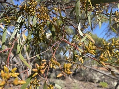 Eucalyptus socialis