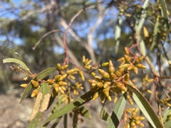 Eucalyptus socialis