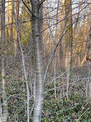 Cerasus