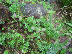 Valeriana microphylla