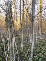 Cerasus