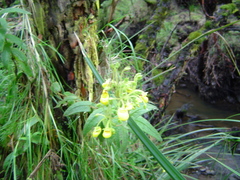 Calceolaria crenata