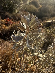 Eriodictyon tomentosum