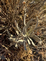 Eriodictyon tomentosum