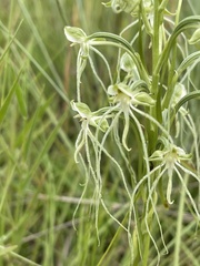 Habenaria kraenzliniana