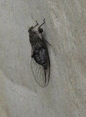 Atrapsalta corticina