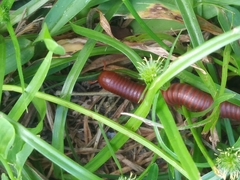 Trigoniulus corallinus