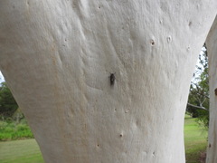 Atrapsalta corticina