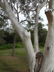 Atrapsalta corticina