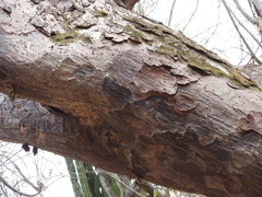 Pseudobombax palmeri