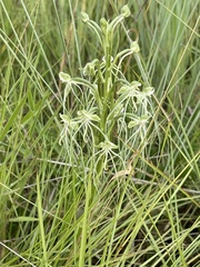 Habenaria kraenzliniana