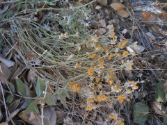 Eriophyllum confertiflorum