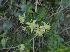 Clematis pauciflora
