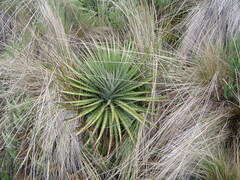 Puya clava-herculis