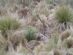 Puya clava-herculis