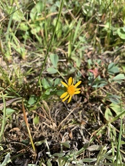 Packera subnuda subnuda