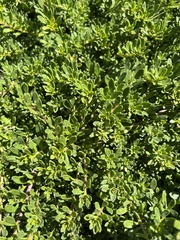 Myoporum parvifolium