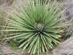 Puya clava-herculis