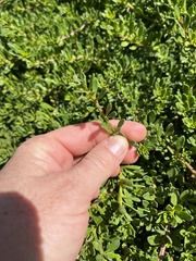 Myoporum parvifolium