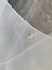 Leptosia nina niobe