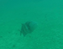 Pseudobalistes naufragium