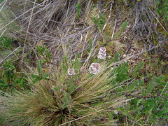 Valeriana microphylla