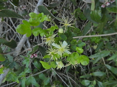 Clematis pauciflora