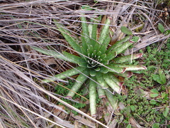 Puya