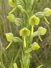 Habenaria epipactidea