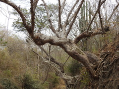 Pseudobombax palmeri