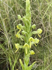 Habenaria epipactidea
